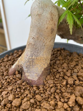 Bonsái Arce Palmatum