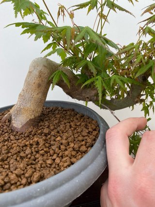 Bonsái Arce Palmatum