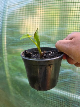 Colocasia esculenta