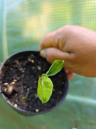 Colocasia esculenta