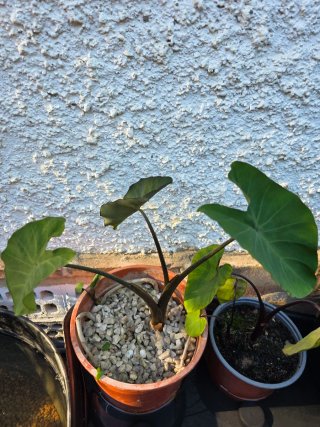 Colocasia esculenta