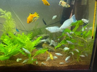 Acuario 100L completo