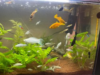 Acuario 100L completo