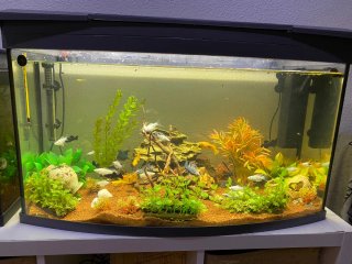 Acuario 100L completo