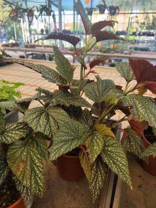 Planta Begonia Alas de angel. Super sana.