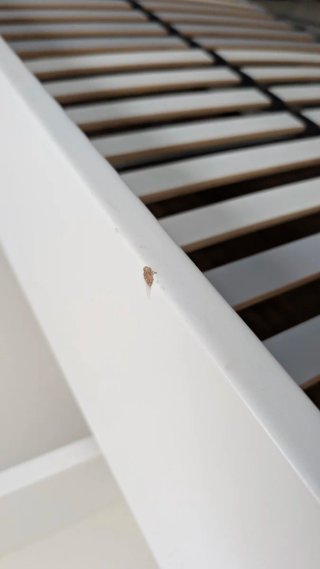 Cama Songesand Ikea + Somier. Urge. (Negociable)