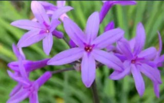 6 Bulbos Tulbaghia Violácea