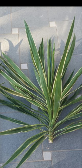 2 Yucca variegata