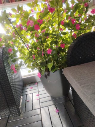 Esquejes de planta alegría de la casa