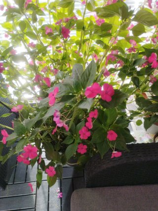 Esquejes de planta alegría de la casa