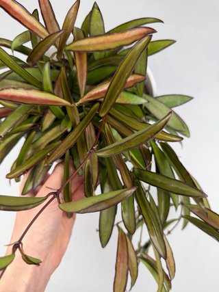 Hoya Wayetii - Taglia L