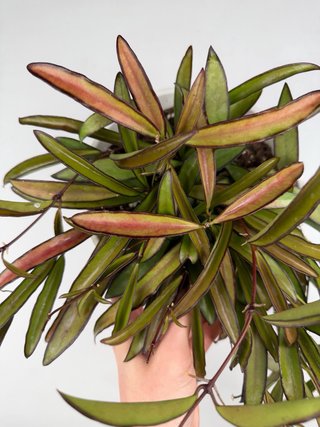Hoya Wayetii - Taglia L