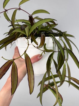 Hoya Wayetii - Taglia L