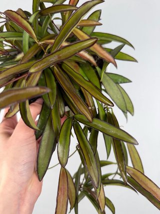 Hoya Wayetii - Taglia L