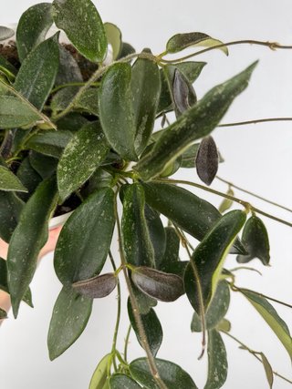 Hoya Thomsonii - Taglia L