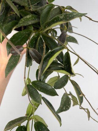 Hoya Thomsonii - Taglia L