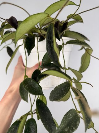 Hoya Thomsonii - Taglia L