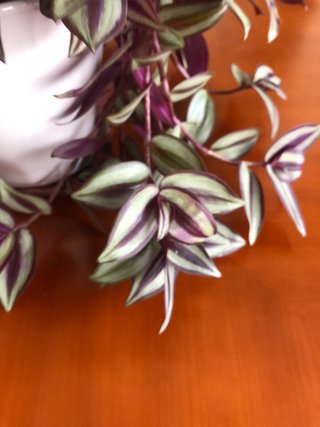PRECIOSA planta Tradescantia Zebrina