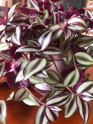 PRECIOSA planta Tradescantia Zebrina