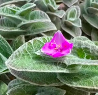 Tradescantia Sillamontana con vaso bellissimo