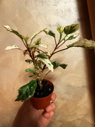 Hibiscus Variegato Pianta