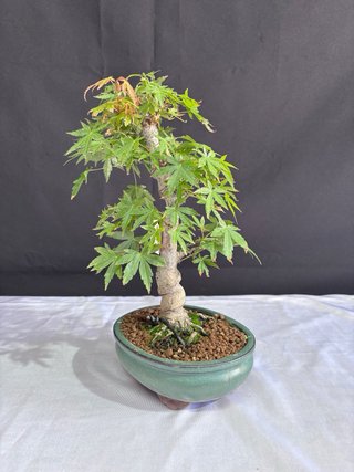 Bonsái Acer palmatum