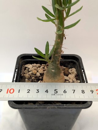 Pachypodium succulentum planta rara