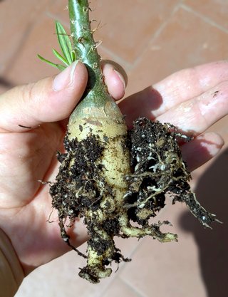 Pachypodium succulentum planta rara
