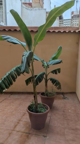 Planta Bananero de Guatemala