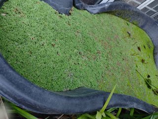 Plantas acuáticas flotantes