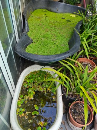 Plantas acuáticas flotantes