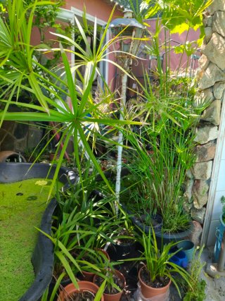 Plantas acuáticas flotantes