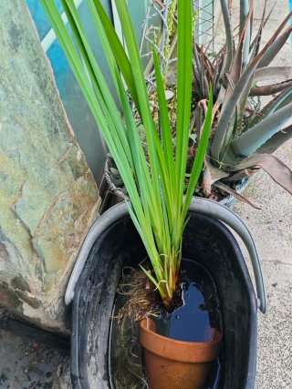 Plantas acuáticas flotantes