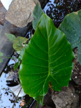 Plantas acuáticas flotantes