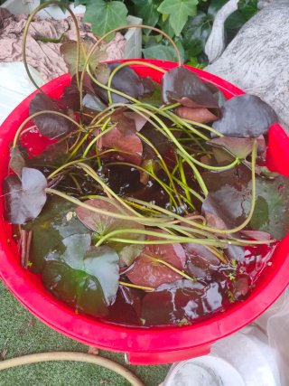Plantas acuáticas flotantes