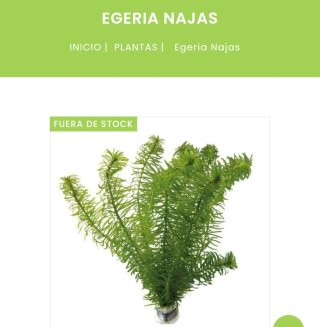 Plantas acuáticas flotantes