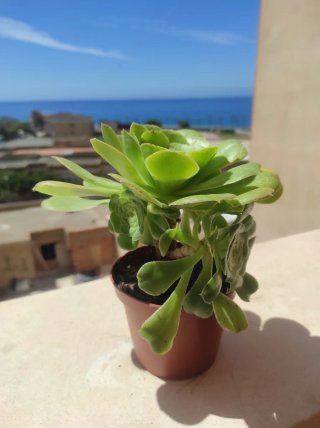 SUCULENTA.Aeonium arboreum.