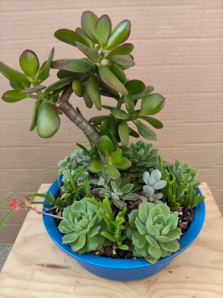 Mini jardín árbol del dinero y varios 35 cm alt ap
