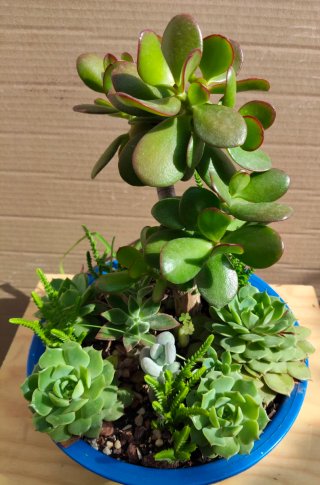 Mini jardín árbol del dinero y varios 35 cm alt ap