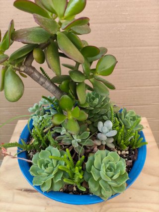 Mini jardín árbol del dinero y varios 35 cm alt ap