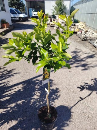 Limonero 4 estaciones en maceta