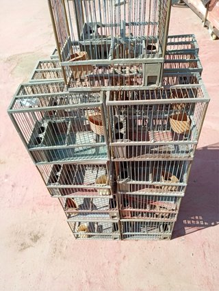 Jaulas para jilgueros