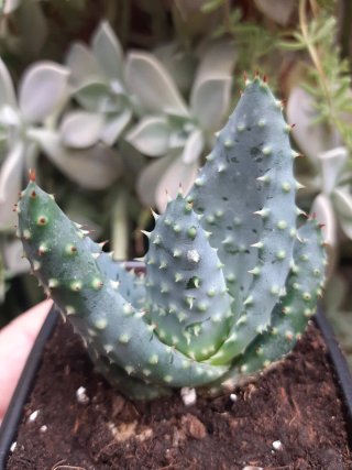 Planta Aloe Martothii con espinas rojas