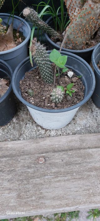Piante ornamentali resistenti