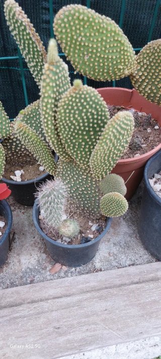 Piante ornamentali resistenti