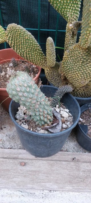 Piante ornamentali resistenti