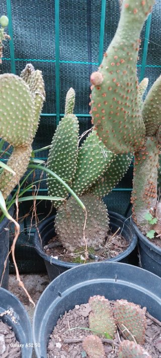 Piante ornamentali resistenti