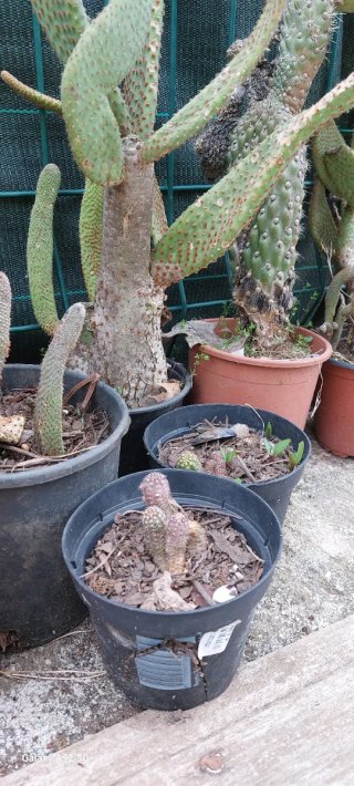 Piante ornamentali resistenti