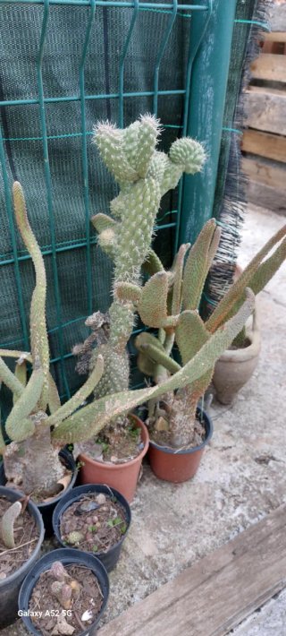 Piante ornamentali resistenti