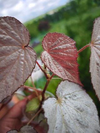 Begonia Rex 'Two Face' Mediana.